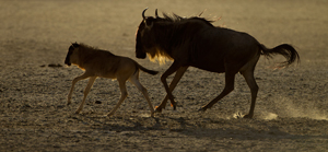 gnu n calf